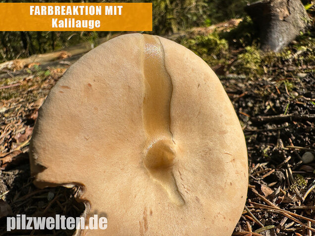 Mönchskopf, Infundibulicybe geotropa