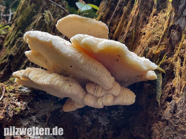 Nördlicher Porling, Climacocystis borealis