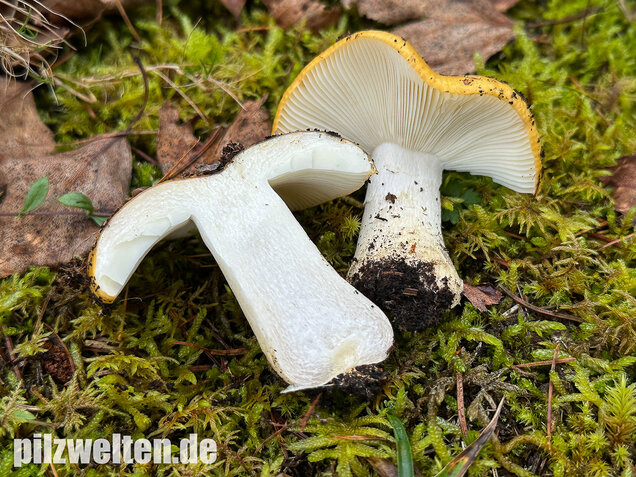 Ockergelber Täubling, Zitronentäubling, Russula ochroleuca