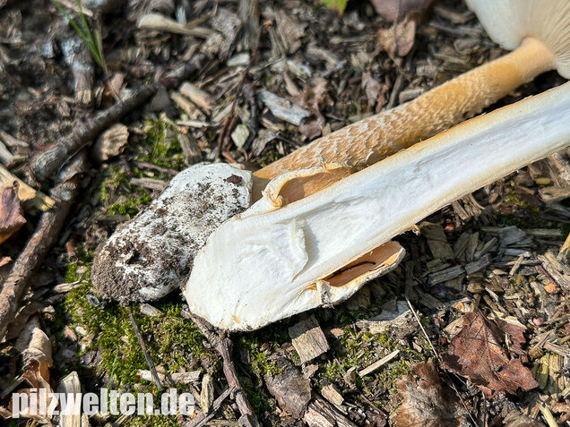Orangegelber Scheidenstreifling, Amanita crocea