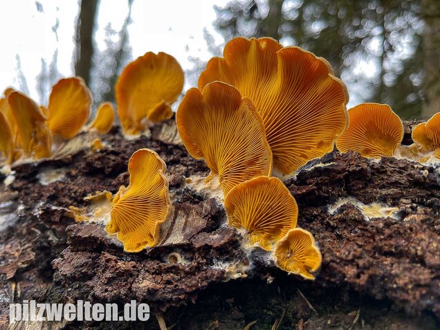 Orangeseitling, Phyllotopsis nidulans