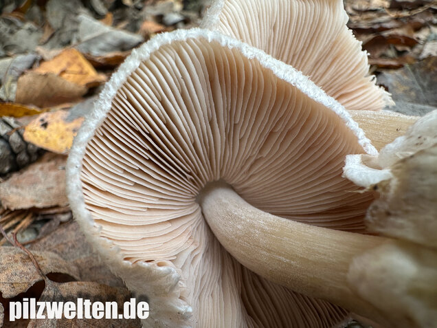 Parasitischer Scheidling, Volvariella surrecta