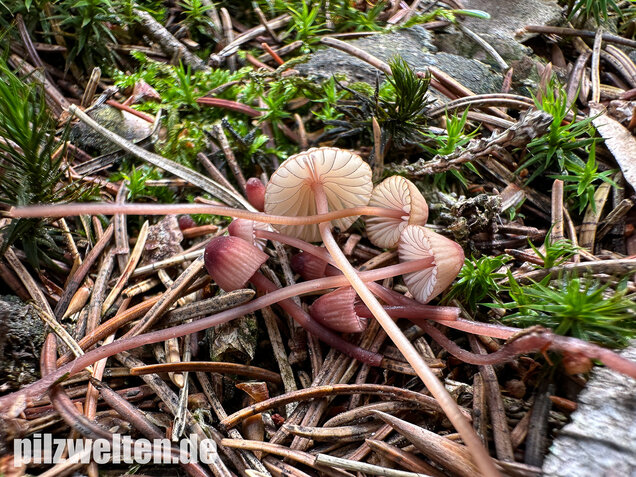 Purpurschneidiger Bluthelmling, Kleiner Bluthelmling, Mycena sanguinolenta