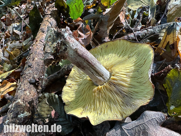 Gelbblättriger Rasling, Rötender Schönkopf, Calocybe favrei