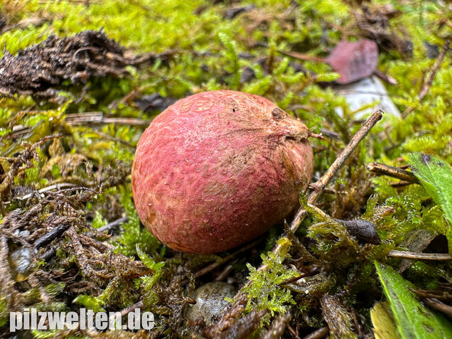 Rötlicher Wurzeltrüffel, Rhizopogon roseolus