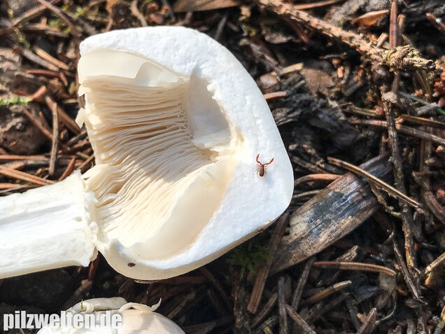 Rosablättriger Egerlingsschirmling, Leucoagaricus leucothites