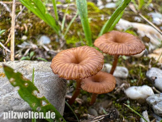 Becherförmiger Nabeling, Omphalina pyxidata