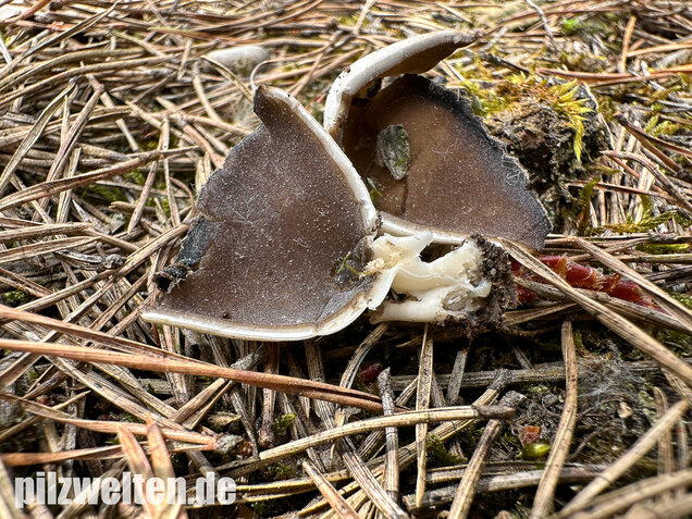 Schwarzweiße Rippen-Becherlorchel, Dissingia leucomelaena