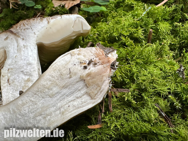 Seidiger Tigerritterling, Tricholoma filamentosum