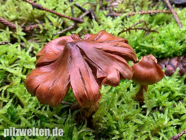 Spitzgebuckelter Raukopf, Cortinarius rubellus