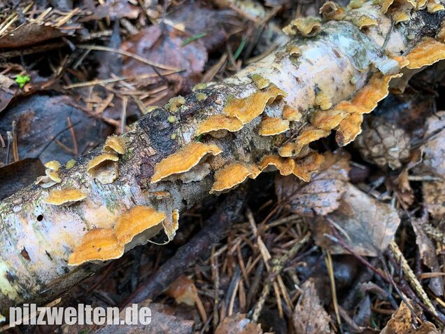 Striegeliger Schichtpilz, Stereum hirsutum