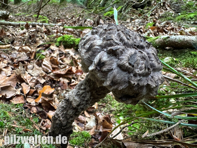 Strubbelkopfröhrling, Strobilomyces strobilaceus