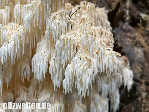 Tannenstachelbart, Hericium flagellum