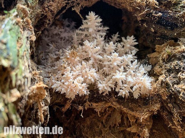 Tannenstachelbart, Hericium flagellum