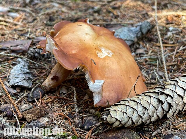 Verdrehter Rübling, Rhodocollybia prolixa