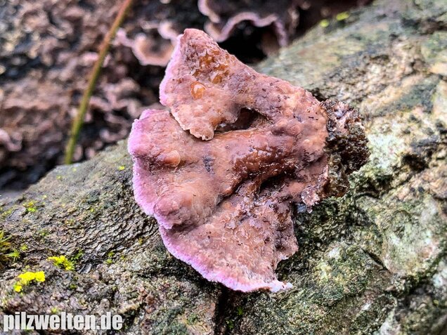 Violetter Knorpelschichtpilz, Chondrostereum purpureum