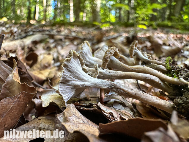 Krause Kraterelle, Krauser Leistling, Craterellus undulatus