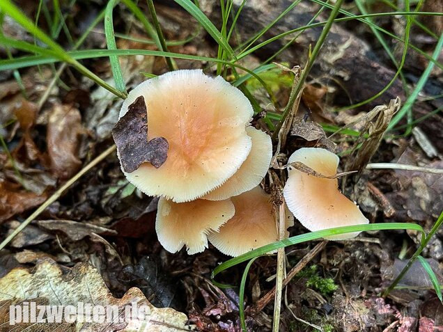 Waldfreundrübling, Gemeiner Rübling, Gymnopus dryophilus