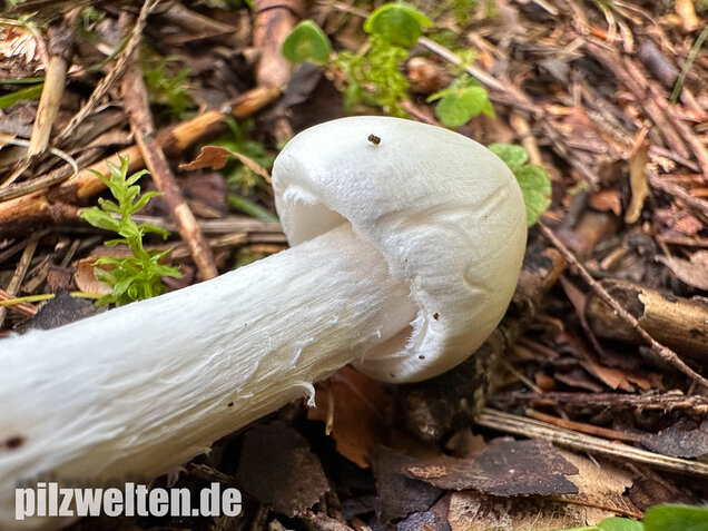 Kegelhütiger Knollenblätterpilz, Amanita virosa