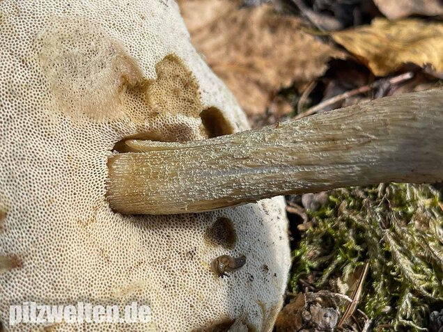 Wollstieliger Raufußröhrling (weiße Form), Leccinum cyaneobasileucum