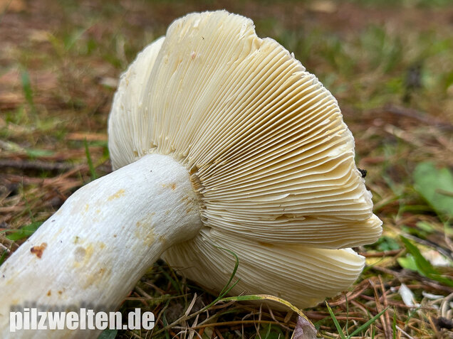 Zedernholz-Täubling, Heimtückischer Täubling, Russula badia