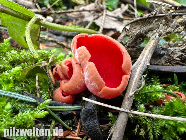 Scharlachroter Kelchbecherling, Österreichischer Prachtbecherling, Sarcoscypha austriaca & coccinea