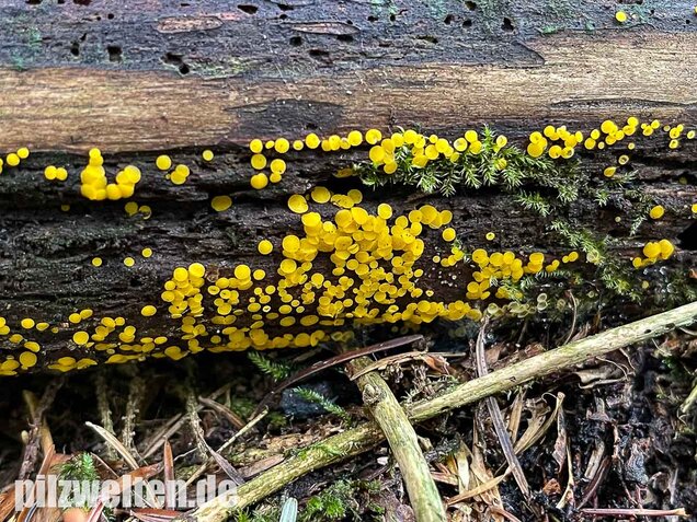 Zitronengelber Reisigbecherling, Calycina citrina