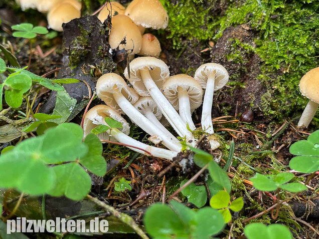 Behangener Faserling, Psathyrella candolleana