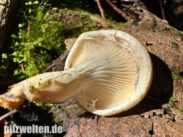 Berindeter Seitling, Pleurotus dryinus