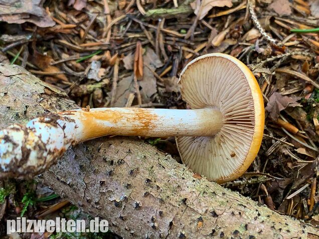 Bitterster Schleimfuß, Cortinarius vibratilis