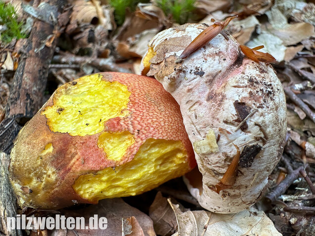 Blasshütiger Purpurröhrling, Rubroboletus rhodoxanthus