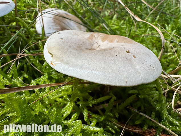 Bleiweißer Trichterling, Fichtentrichterling, Clitocybe phyllophila