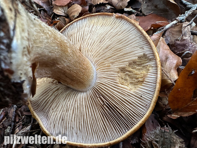 Breitknolliger Klumpfuß, Cortinarius saporatus