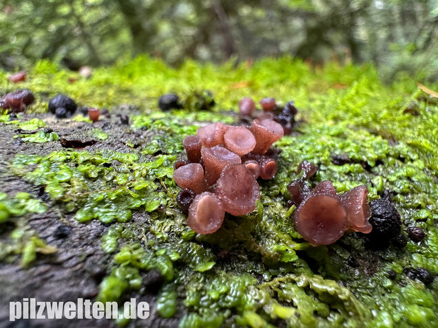 Buchenkreisling, Buchen-Gallertkreisling, Neobulgaria pura