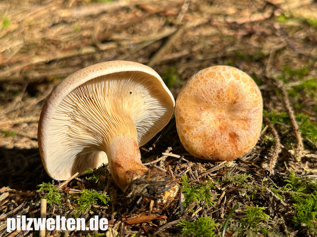 Wasserfleckiger Trichterling, Paralepista gilva