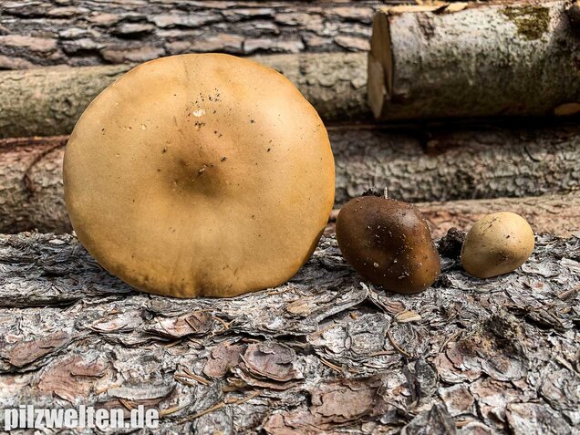 Frühjahrsweichritterling, Melanoleuca cognata