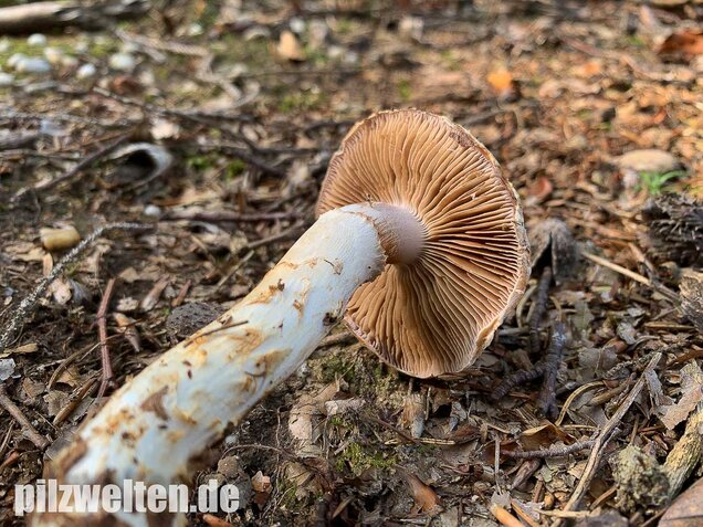 Fuchsigbrauner Schleimkopf, Cortinarius vulpinus
