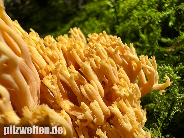 Gebirgskoralle, Largents Korallenpilz, Ramaria largentii