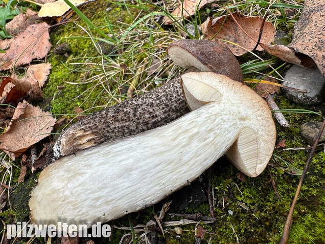 Gemeiner Birkenpilz, Langfuß, Birkenraufuß, Leccinum scabrum