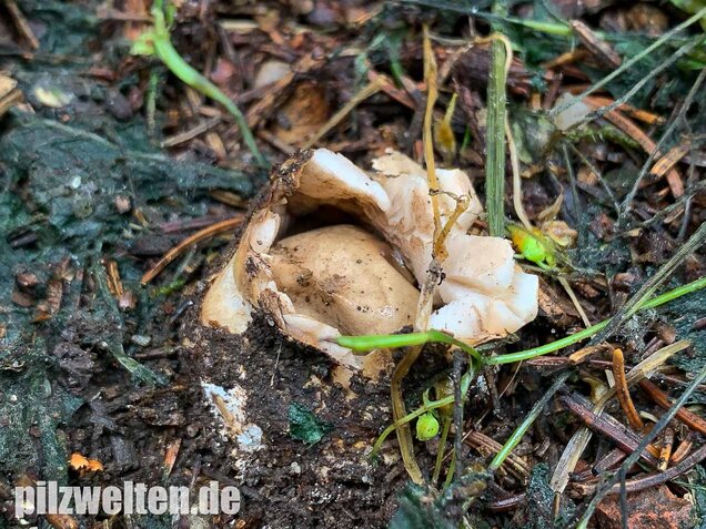 Gewimperter Erdstern, Geastrum fimbriatum