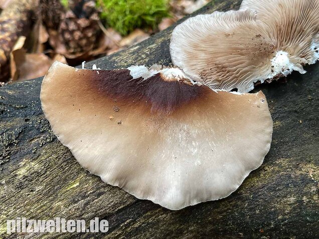 Großes Stummelfüßchen, Crepidotus autochthonus