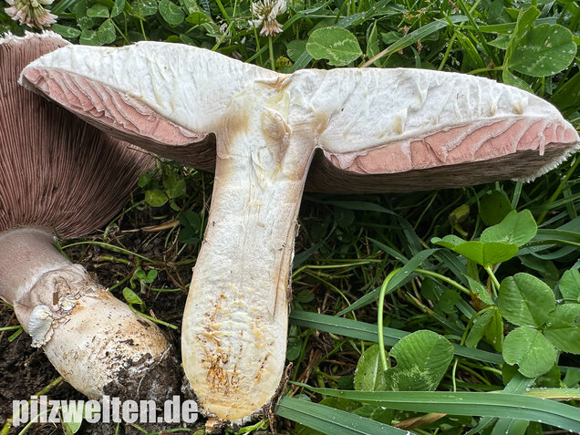 Großsporiger Riesenchampignon, Agaricus urinascens