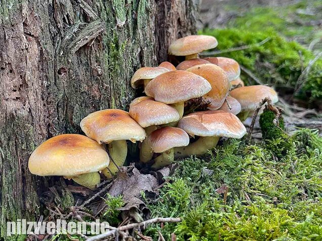 Grünblättriger Schwefelkopf, Hypholoma fasciculare