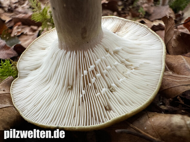 Graugrüner Milchling, Lactarius blennius