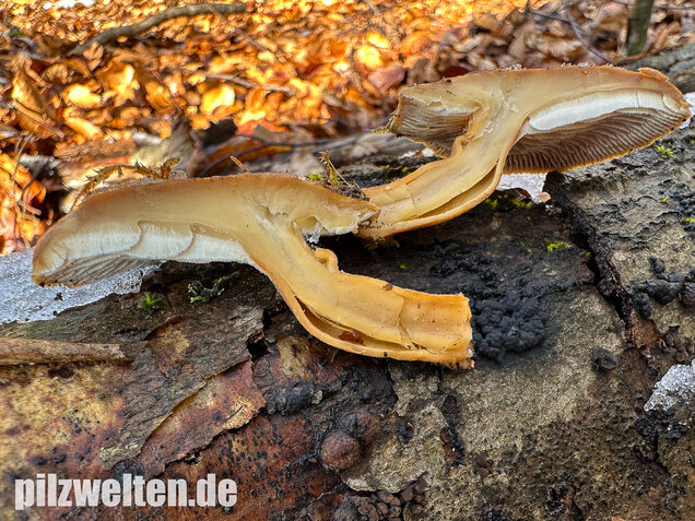 Harziger Sägeblättling, Neolentinus adhaerens