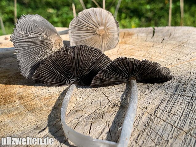 Hasenpfote, Coprinopsis lagopus