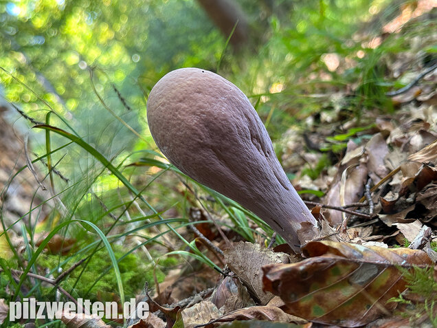 Herkuleskeule, Riesenkeule, Clavariadelphus pistillaris