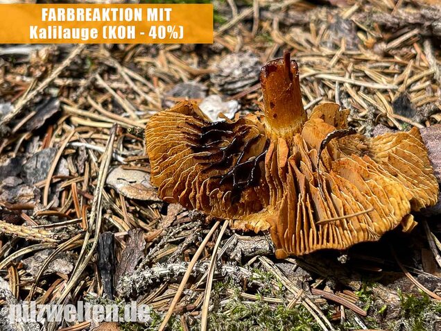 Kupferroter Hautkopf, Cortinarius uliginosus
