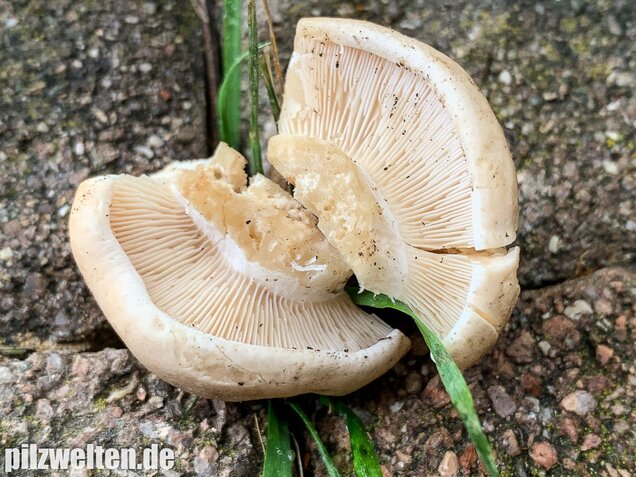 Mairitterling, Georgsritterling, Calocybe gambosa