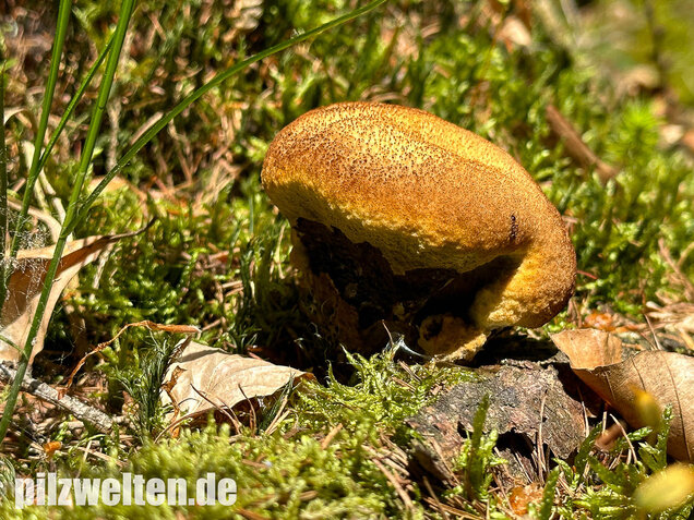 Nadelholzbraunporling, Phaeolus schweinitzii